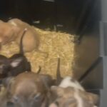 Puppies in Chicago, Illinois