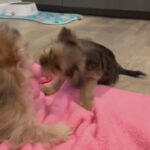 SHORKIE TZU in Arizona City, Arizona