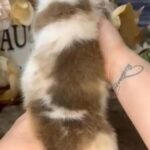 American corgis in Warrensburg, Missouri