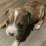 Meryl tri pitbulls 4sale and other colors in Arizona City, Arizona