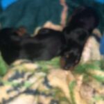 Doberman pincher puppies in Arizona City, Arizona