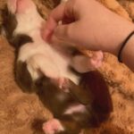 Looking for their forever homes in Arizona City, Arizona