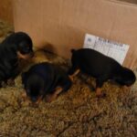 Miniture Pinscher litter in Arizona City, Arizona