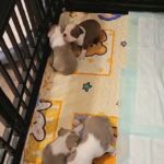 Male Boton terrier for sale in Arizona City, Arizona