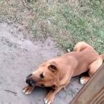 brown lab in Lumberton, North Carolina