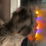 Adorable Shih Tzu Puppy Ready For Christmas in Napa, California