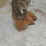Savannah Mix in Stockton, California