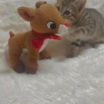 Savannah Mix in Stockton, California
