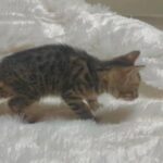 Savannah Mix in Stockton, California
