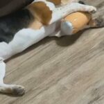 Levi The Beagle in League City, Texas