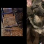 pure breed female german shepherd in Detroit, Michigan