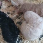 Standard poodle in Arizona City, Arizona