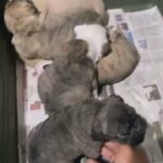 Available Old English Bulldogges in Sheboygan, Wisconsin
