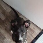 Blue nose pitbull to a good home in Leesburg, Florida