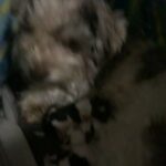 Puppies For Sale in Washington, District of Columbia