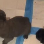 French Bulldogs in New York City, New York