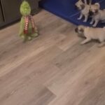 Playful Pug puppies in Tulsa, Oklahoma