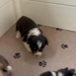 AKC Pembroke Welsh Corgis in Canton (Township), Ohio