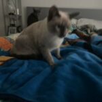 Leo The Siamese in Brea, California