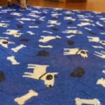 Miniature Poodle in Elkton, Maryland