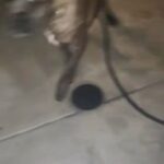 AKC CANE CORSO in Riverside, California