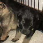 German Shepherd Pup in Eureka, California