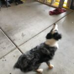 Australian Shepherd in Yuma, Arizona