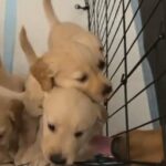 CKC Golden Retriever puppies in Ennis, Texas