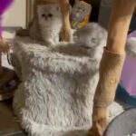 CFA Pure Bred Persian Kitten Male In Oregon/ Washington in Portland, Oregon
