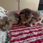 Persian CFA Female Shaded blue Pure Bred Persian Kittens in Portland, Oregon