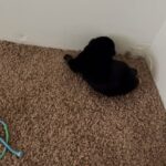Rottweiler puppy in Arizona City, Arizona