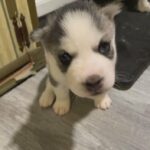 Huskies come shop in Arizona City, Arizona