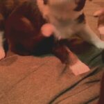 Looking for their forever homes in Arizona City, Arizona