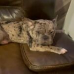 Merl French Bulldog in Los Angeles, California