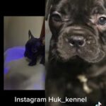 French Bulldog in New Haven (Town), Connecticut