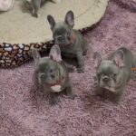these puppies will be ready to go home the week of may 1 they'll have received their first set of shots, before going to their new home inbox me if you have interested in getting male or female in Washington, District of Columbia