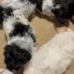 Coton De Tulear/ Teddy Bear Puppies in Chambersburg, Pennsylvania