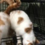CFA Exotic Shorthair Kittens in Honolulu, Hawaii