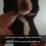 Christmas Great Dane Puppies in Atlanta, Georgia