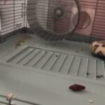 Rehoming female Winter White hamster in Cary, North Carolina