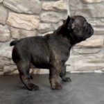 Double chocolate brindle female in Houston, Texas