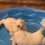 Great Pyrenees Females in Ames, Iowa
