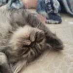 Make Persian in Clovis, California