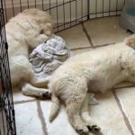 Golden Doodles in Houston, Texas