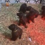 Presa pups ? in Baltimore, Maryland