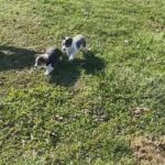 Female Bluie  Corgi, Triple Clear in Cleveland, Ohio