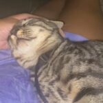 Precious 9 Month Old Cat in Huntington Beach, California