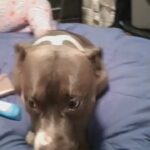 pitbull in New Britain, Connecticut