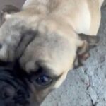 French Bulldog in Hayward, California
