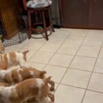 Brittney Pups For Sale in Spearfish, South Dakota